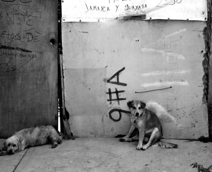Mascotas y animales callejeros, riesgo latente para la biodiversidad