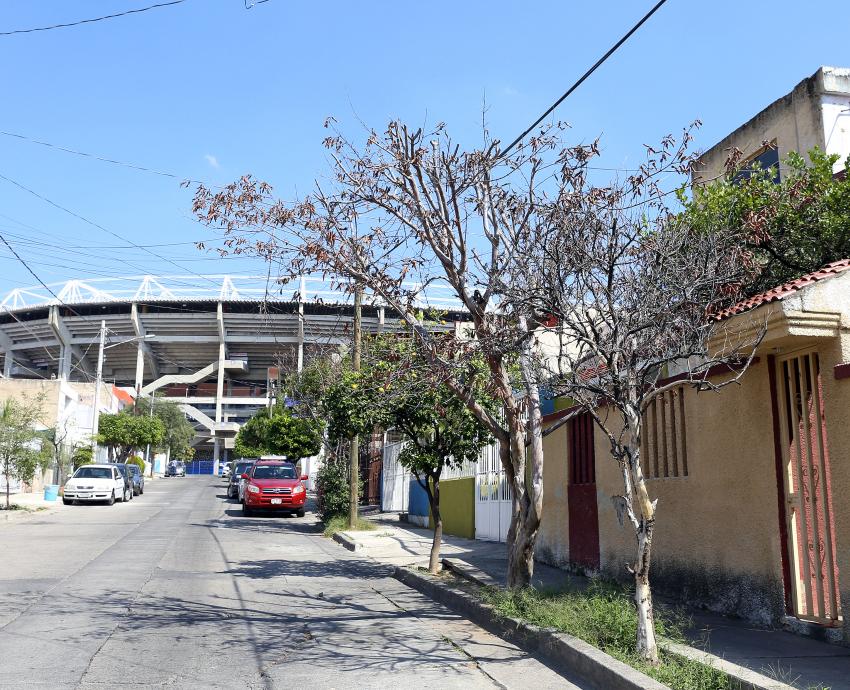 Falta una radiografía de árboles del Área Metropolitana de Guadalajara