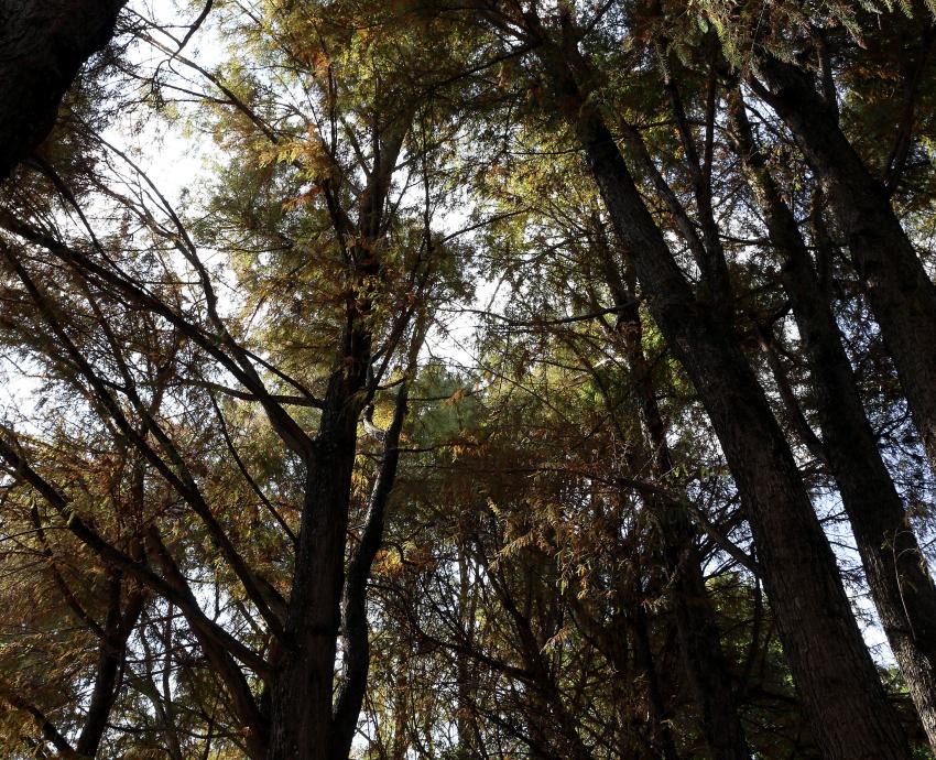 Falta una radiografía de árboles del Área Metropolitana de Guadalajara