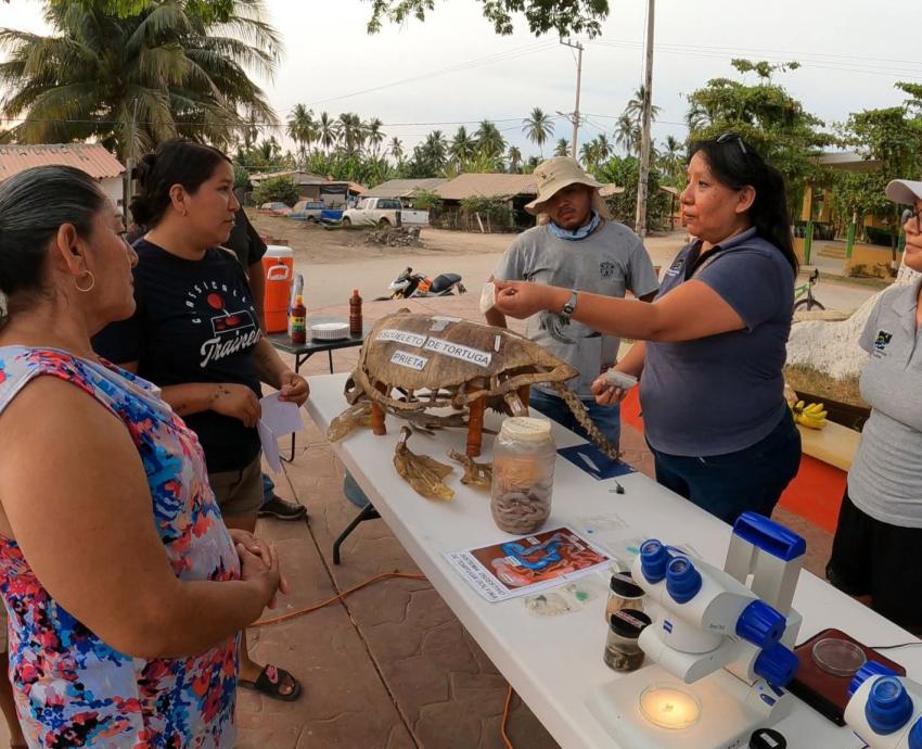 Celebra 40 años Programa de conservación de tortugas marinas del CUCSur