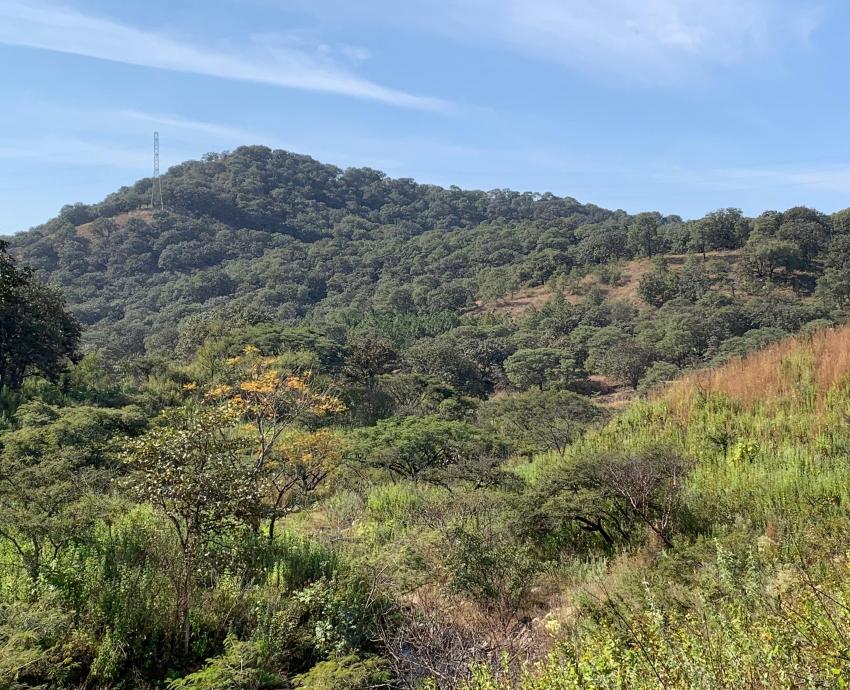 Bosque de La Primavera debe ser parte los Geoparque de la UNESCO, asegura académico de la UNAM
