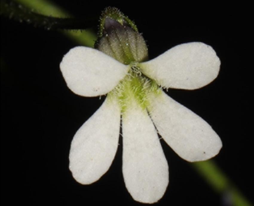 Investigadores del CUCBA registran nueva especie de planta carnívora
