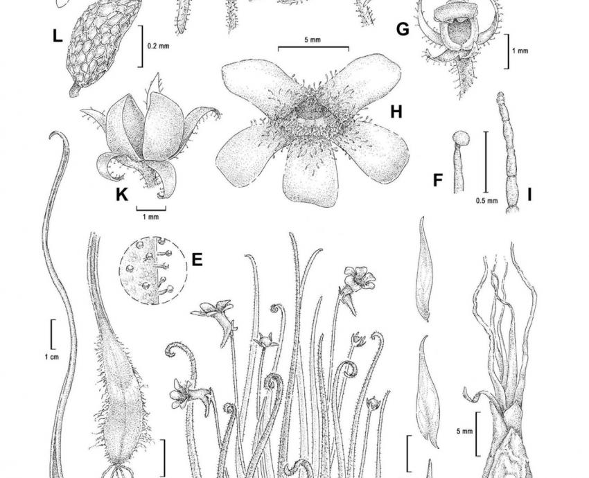 Investigadores del CUCBA registran nueva especie de planta carnívora