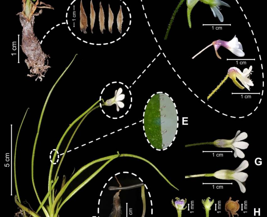 Investigadores del CUCBA registran nueva especie de planta carnívora