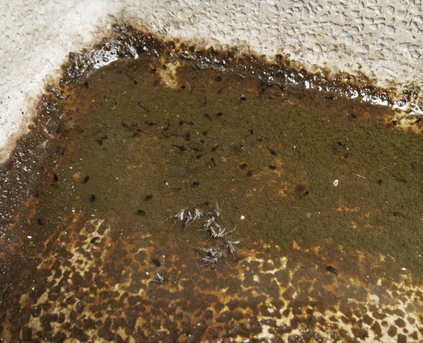 Dengue en México se intensifica cada 5 años, revela investigación del CUTlajomulco