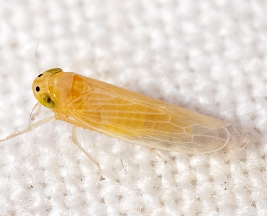 Especialistas del CUCBA advierten consecuencias de plagas por chicharrita del maíz