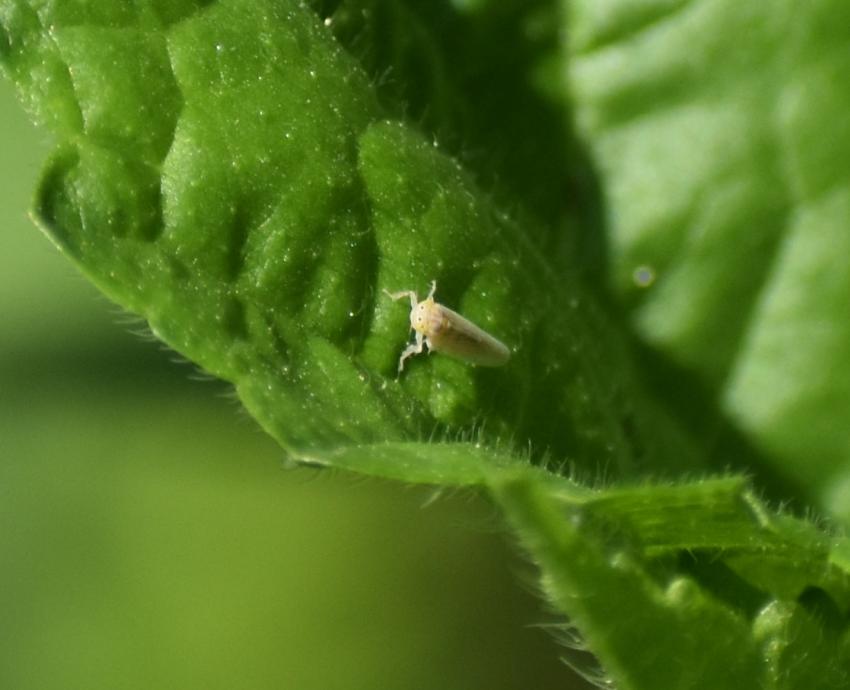 Especialistas del CUCBA advierten consecuencias de plagas por chicharrita del maíz