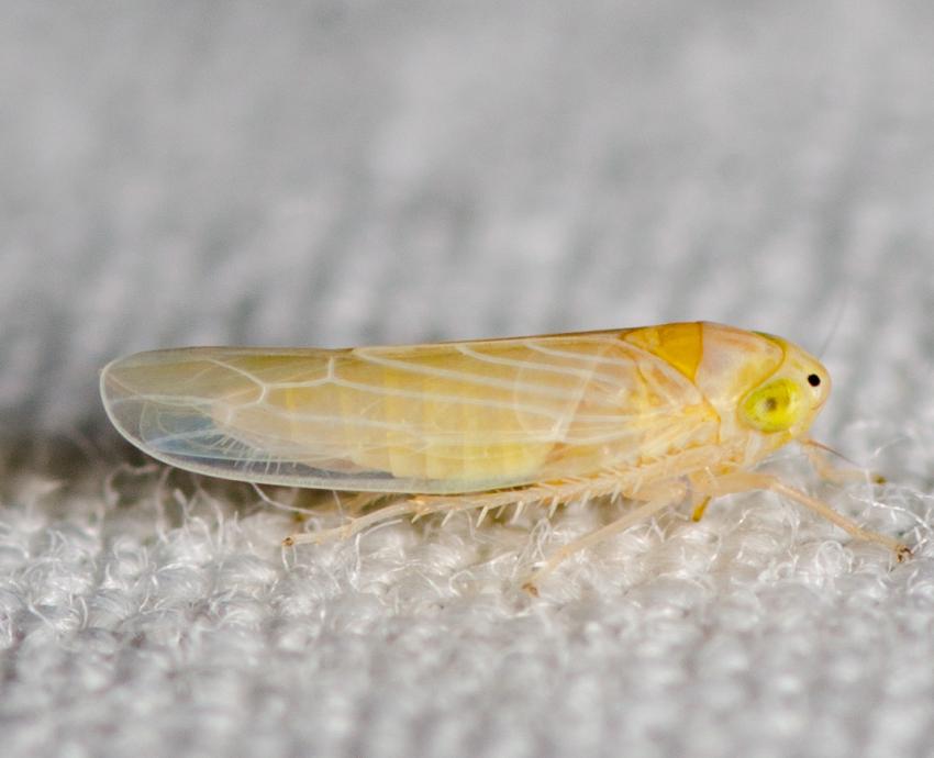 Especialistas del CUCBA advierten consecuencias de plagas por chicharrita del maíz