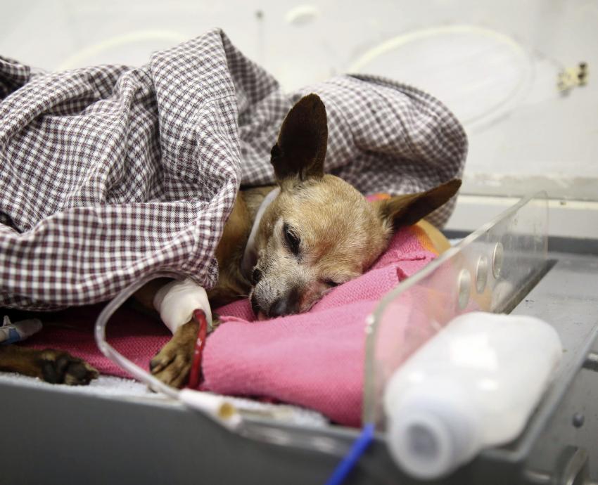 Impacta positivamente al Sur de Jalisco, Hospital Veterinario de Pequeñas y Grandes Especies del CUSur