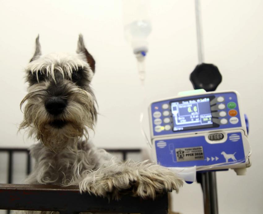 Impacta positivamente al Sur de Jalisco, Hospital Veterinario de Pequeñas y Grandes Especies del CUSur