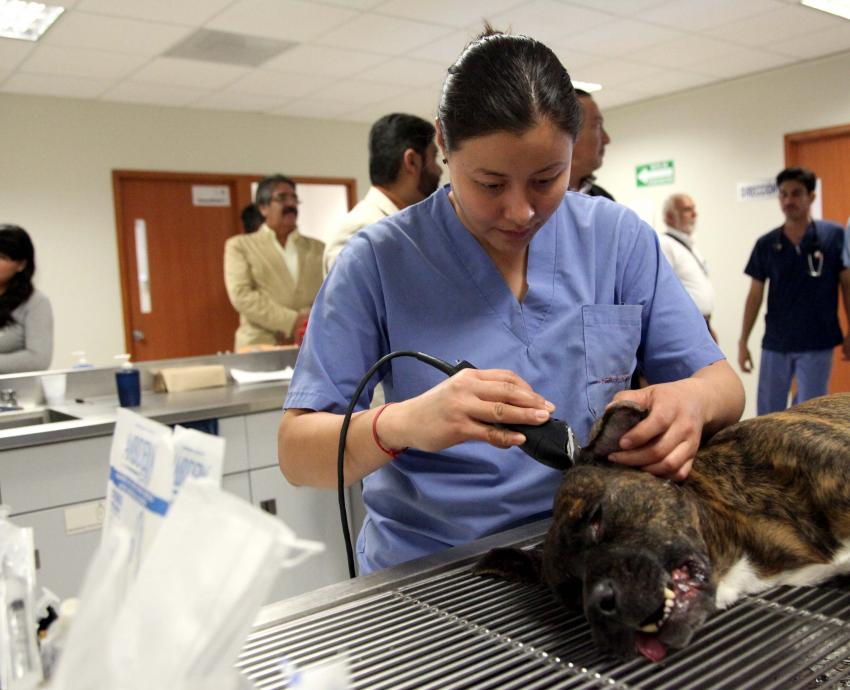 Suman esfuerzos para proteger y conservar la vida silvestre en Jalisco