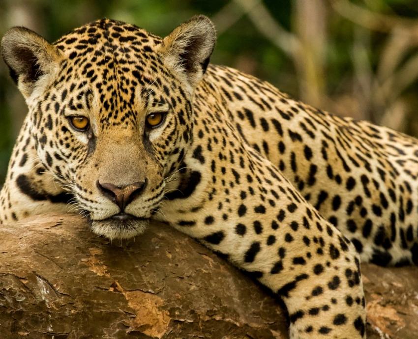 Suman esfuerzos para proteger y conservar la vida silvestre en Jalisco