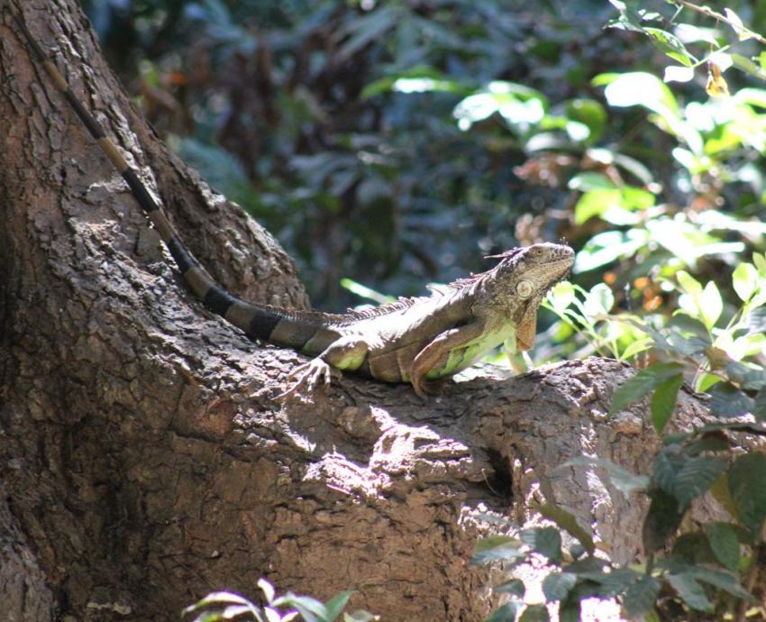 Suman esfuerzos para proteger y conservar la vida silvestre en Jalisco