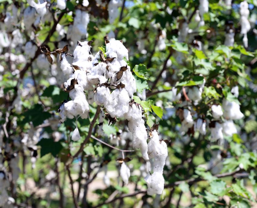 Impulsa CUValles conservación de la biodiversidad con Laboratorio jardín etnobiológico de Jalisco