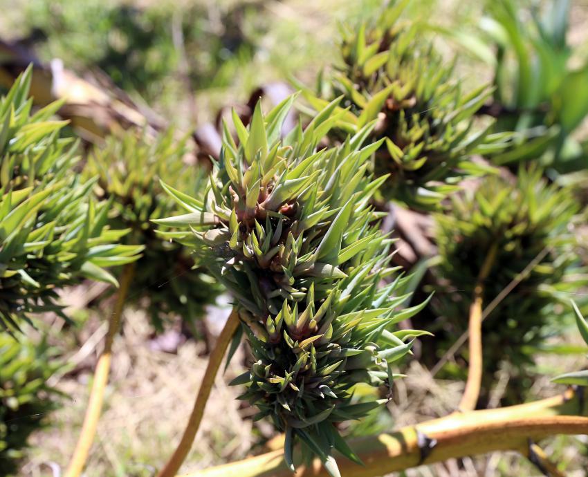 Impulsa CUValles conservación de la biodiversidad con Laboratorio jardín etnobiológico de Jalisco