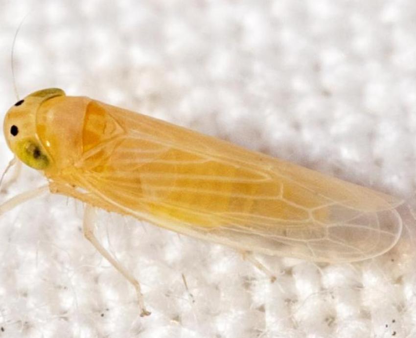 Proponen combatir plaga de chicharrita del maíz con microavispas
