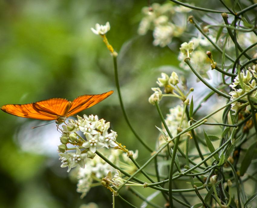 Difunden libro con más de 170 especies de flora del CUCosta 