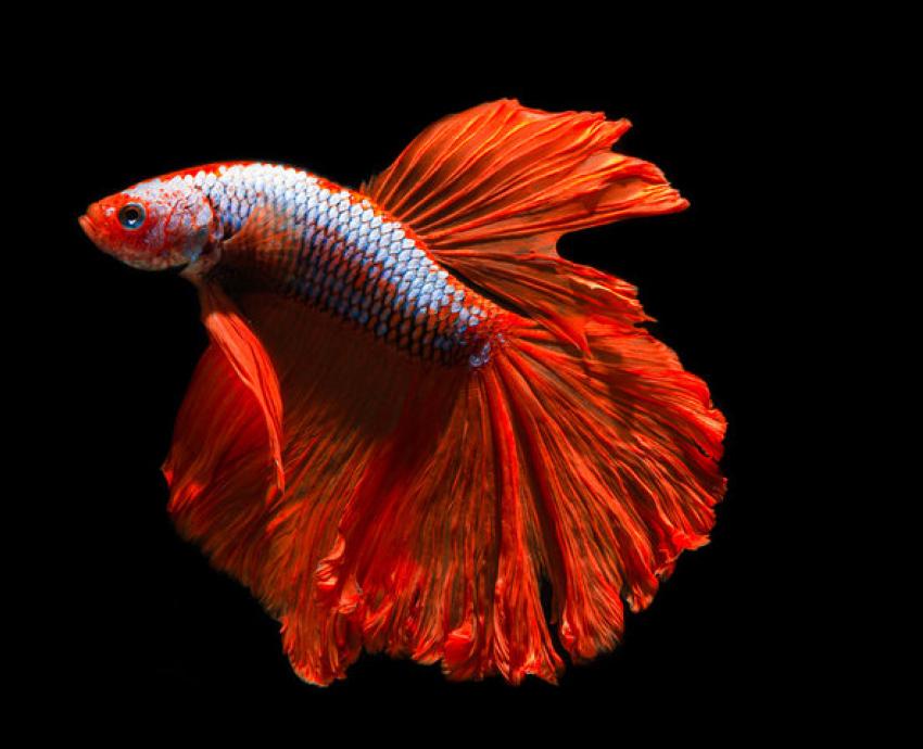Cortometraje “Peces betta” obtiene estímulo Proyecta 2026