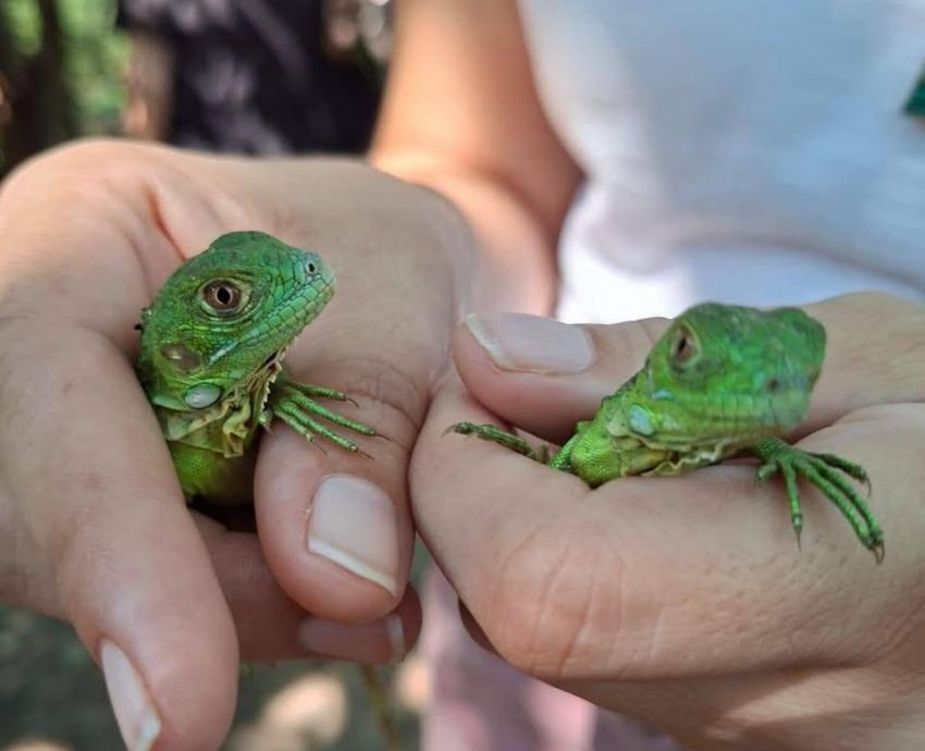 Participa CUCosta en liberación de 180 crías de iguana verde durante el 26 aniversario del estero El Salado