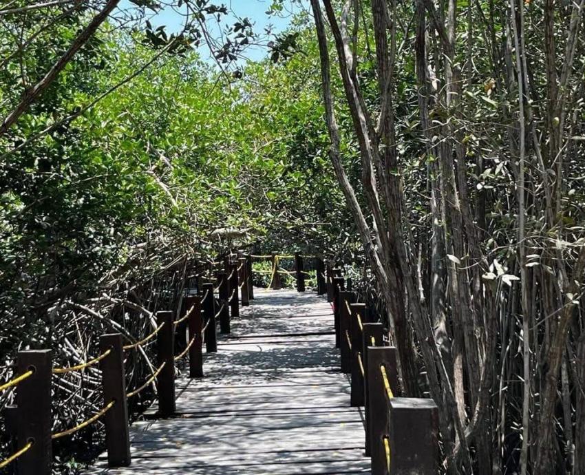 Participa CUCosta en liberación de 180 crías de iguana verde durante el 26 aniversario del estero El Salado