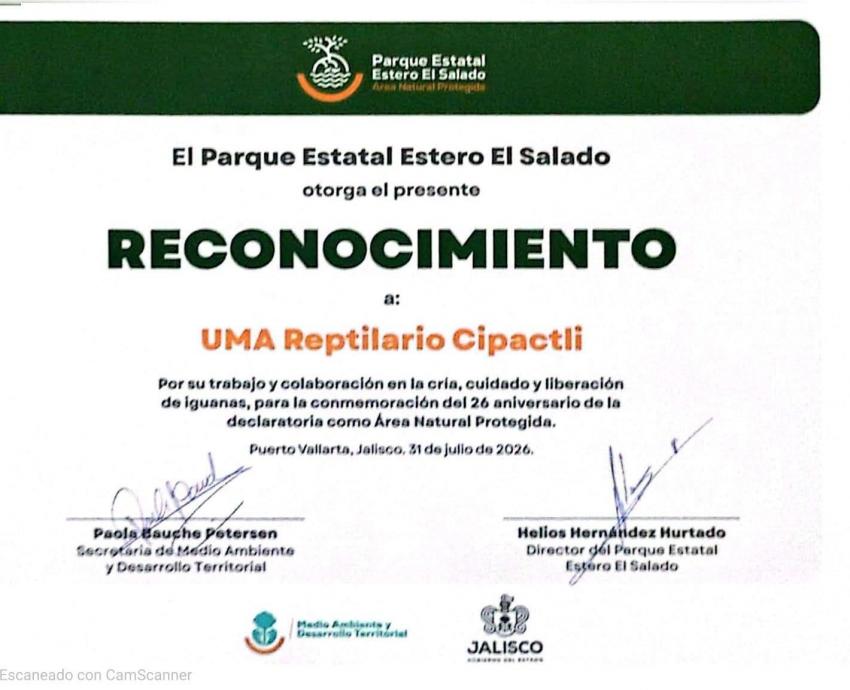 Participa CUCosta en liberación de 180 crías de iguana verde durante el 26 aniversario del estero El Salado