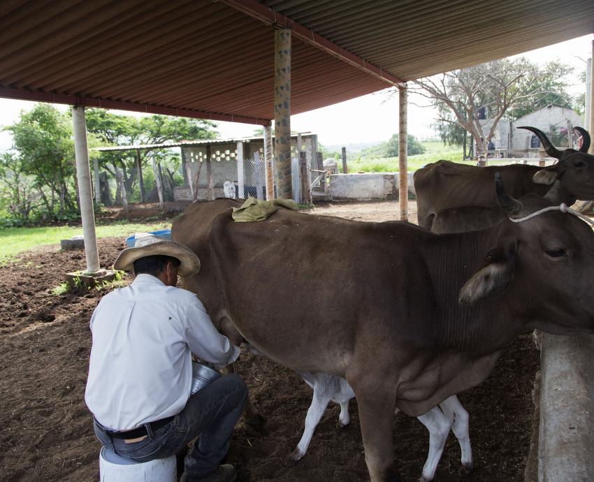Oferta CUAltos diplomado de ensilaje para mejorar la producción lechera
