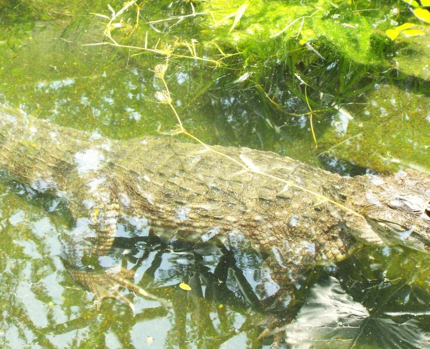 CUCosta fortalece la investigación, capacitación y educación ambiental sobre cocodrilos en la región costera de Jalisco y Nayarit