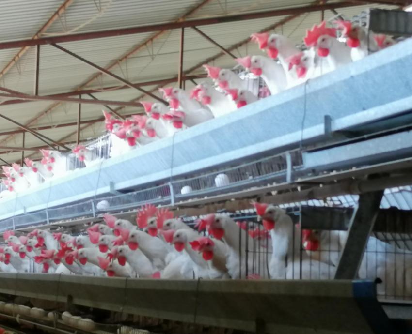 CUAltos será sede de un curso especializado en gallinas ponedoras