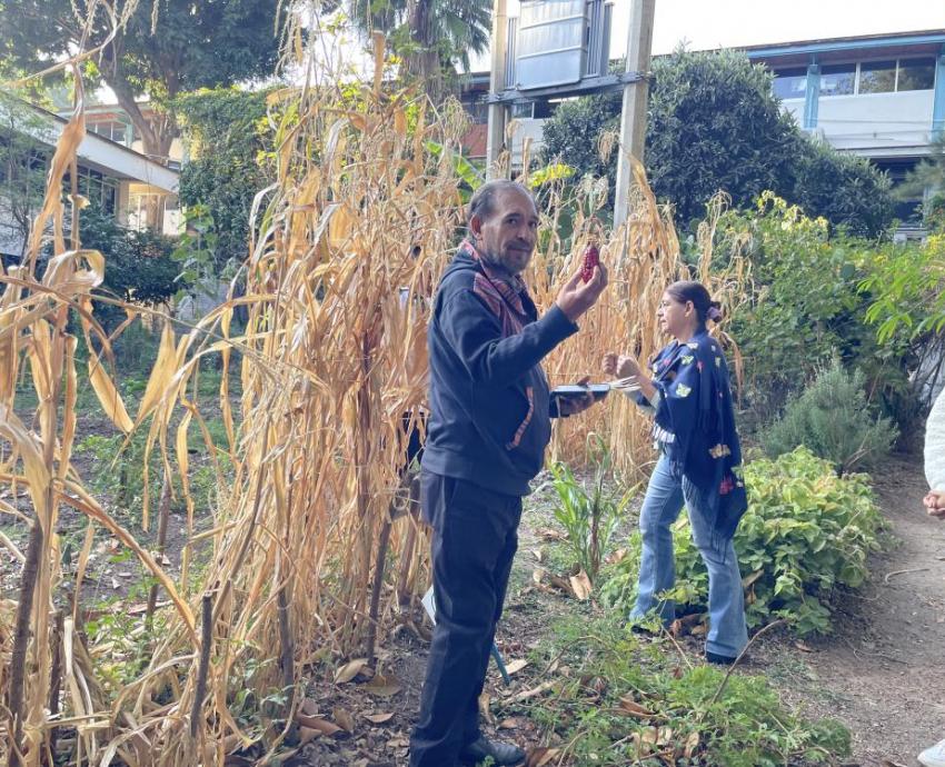 Convocan UACI y CUCS a diálogo intercultural sobre la milpa y la salud