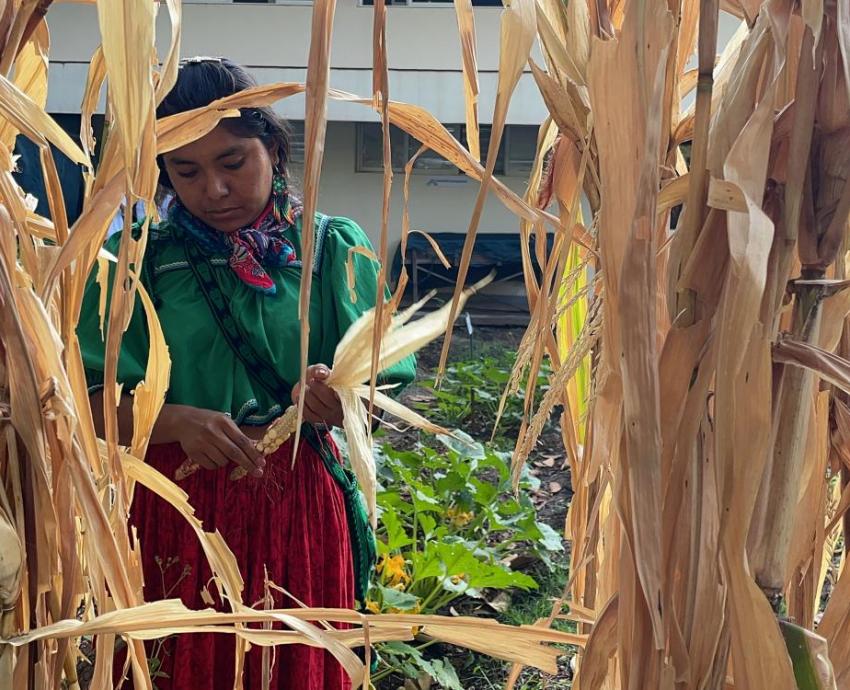 Convocan UACI y CUCS a diálogo intercultural sobre la milpa y la salud