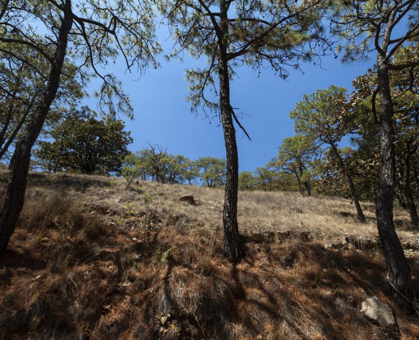 Invita CUCBA a Jornada de reforestación por el bosque de La Primavera 