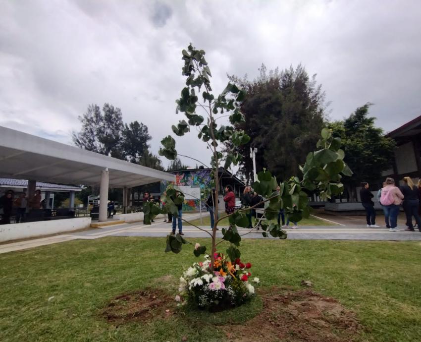 Plantan en CUCiénega árbol en memoria de la académica Juanita Santos Cruz