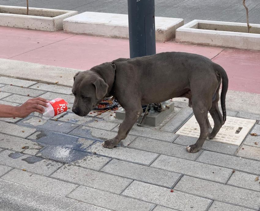 Recomiendan medidas para el cuidado de mascotas en época de calor