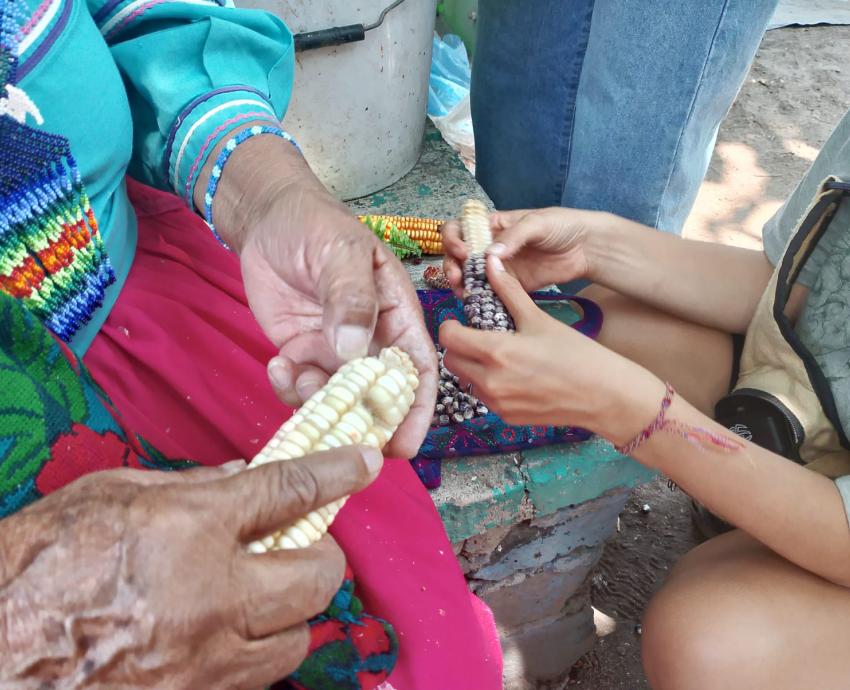 Comparten en CUCS conocimientos de la dieta de la milpa tradicional