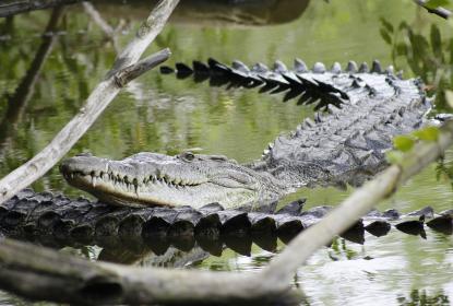 Aumentan crueldad y frecuencia en ejecuciones de cocodrilos en  Vallarta y Bahía de Banderas
