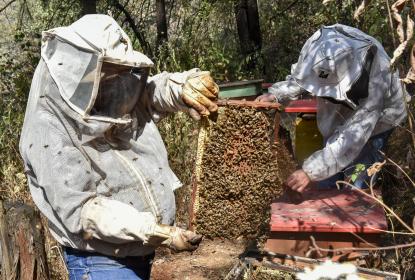Precaria la situación de la apicultura en Jalisco