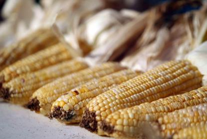 CUValles apoya creación de empresas comercializadoras de maíz criollo 
