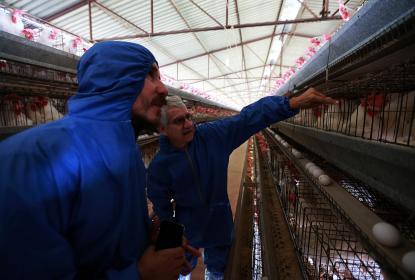 Investigadores del CUAltos incrementan la productividad en granjas avícolas gracias a suplemento alimenticio