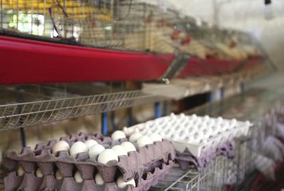 Alumnos de CUAltos logran fabricar bioplástico ecológico con  cáscaras de huevo