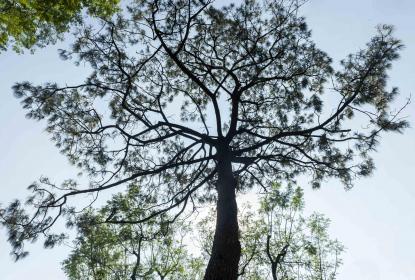 Académicos analizan resistencia de especies de árboles ante cambio climático en Costa Sur de Jalisco