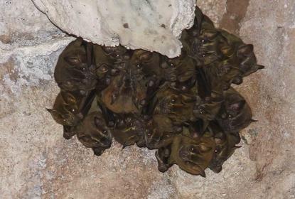 Murciélagos del AMG cumplen papel de controladores de plagas de insectos