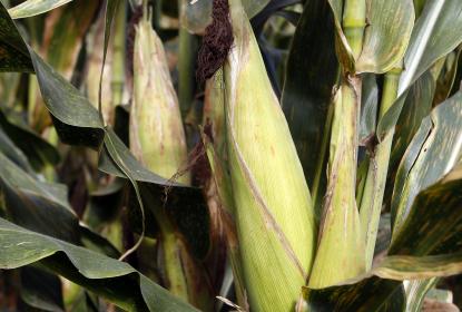Encuentran especialistas del CUCBA nueva especie de maíz palomero