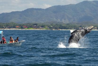 Buscan garantizar protección de la ballena en Bahía de Banderas, ante las 200 embarcaciones turísticas que llegan