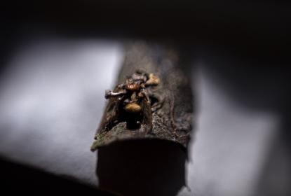 Biólogos del CUCBA registran seis especies de “hongos zombies” que parasitan hormigas