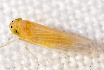 Proponen combatir plaga de chicharrita del maíz con microavispas