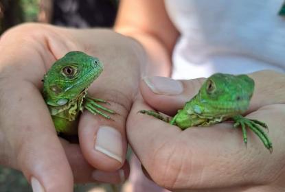 Participa CUCosta en liberación de 180 crías de iguana verde durante el 26 aniversario del estero El Salado
