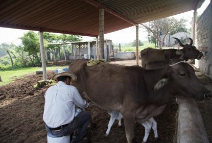 Oferta CUAltos diplomado de ensilaje para mejorar la producción lechera