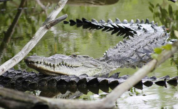 Piden turismo responsable para proteger el hábitat de los cocodrilos en Puerto Vallarta