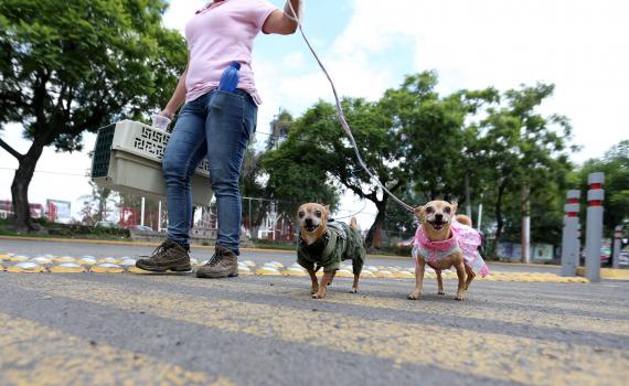 Mascotas y animales callejeros, riesgo latente para la biodiversidad