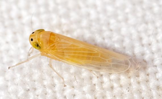 Especialistas del CUCBA advierten consecuencias de plagas por chicharrita del maíz